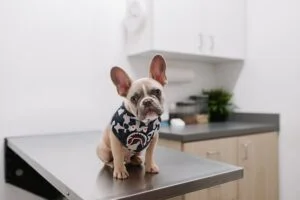 foto de un perro pequeño en una veterinaria