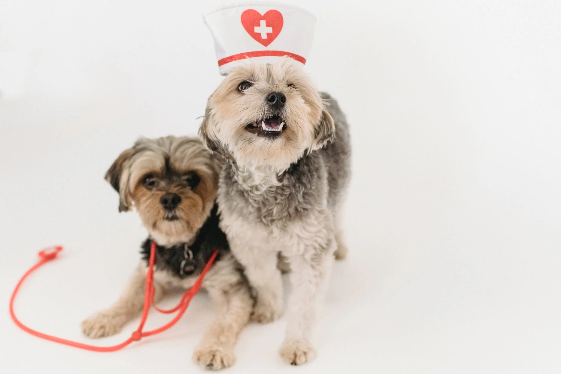 cute healthy yorkshire terrier with nurse cap and stethoscope